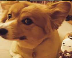He is an animal lover and has adopted a corgi whom he named Ein He is an animal lover and has adopted a corgi whom he named Ein.
